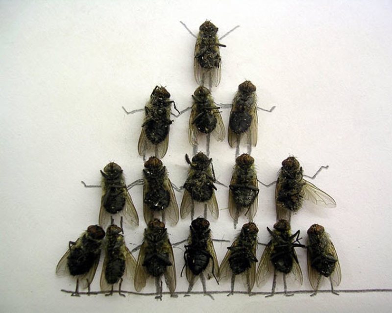 Magnus Muhr и его мухи